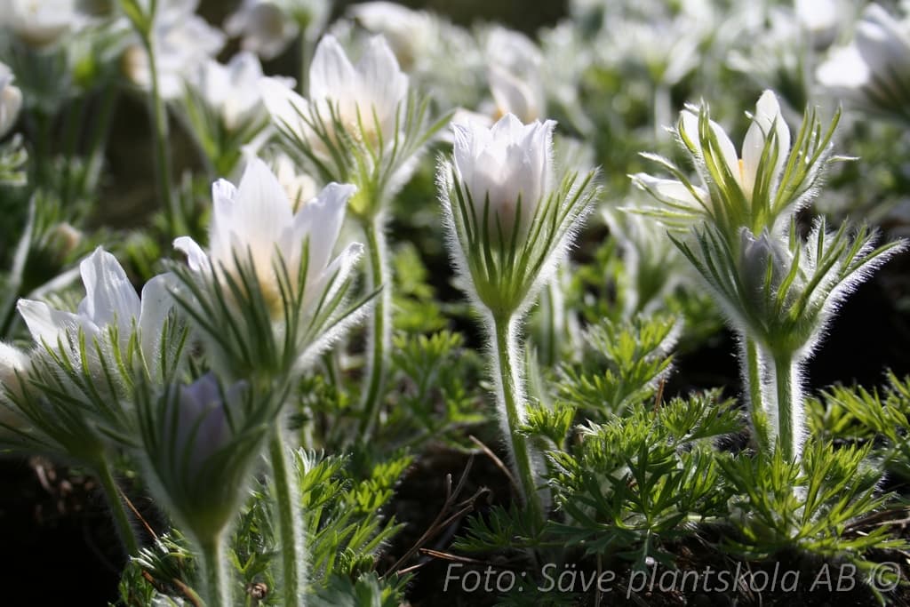 Pulsatilla vulgaris 'Alba'