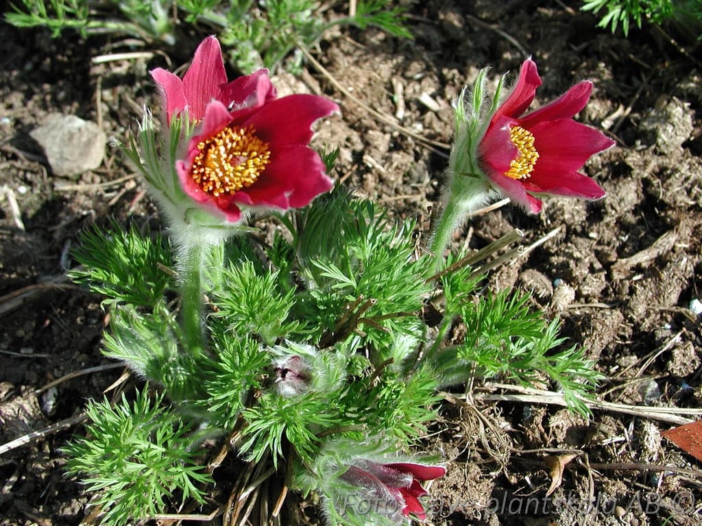 Pulsatilla vulgaris 'Röde Klokke'