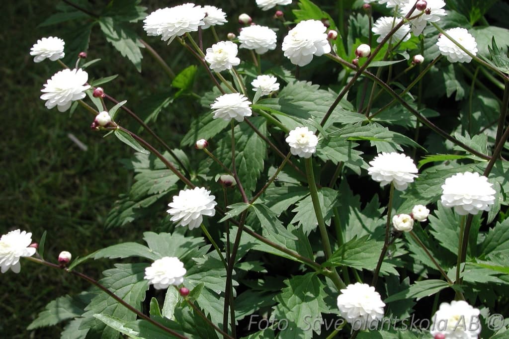 Ranunculus aconitifolius 'Pleniflorus'
