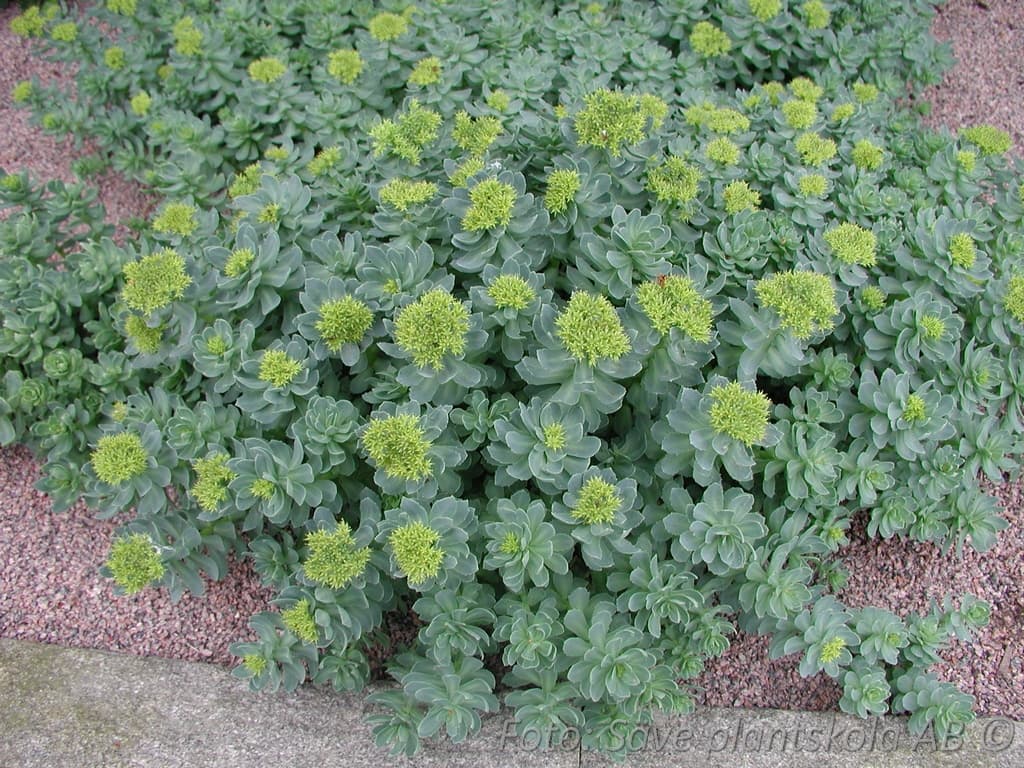 Rhodiola rosea
