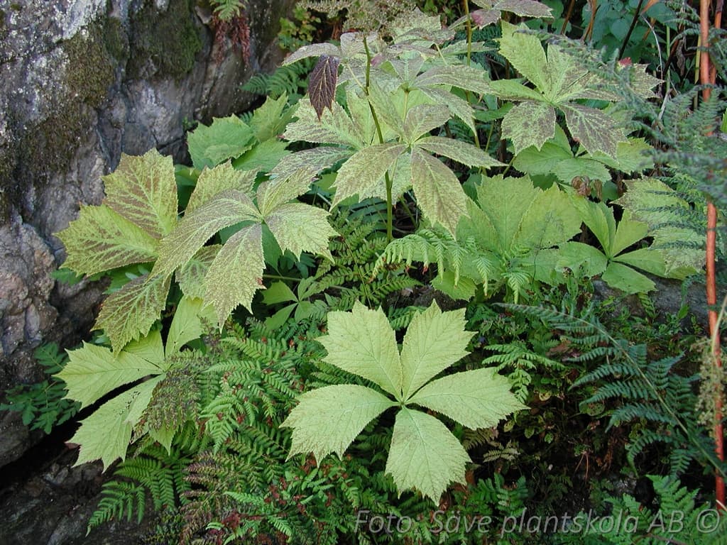 Rodgersia aesculifolia