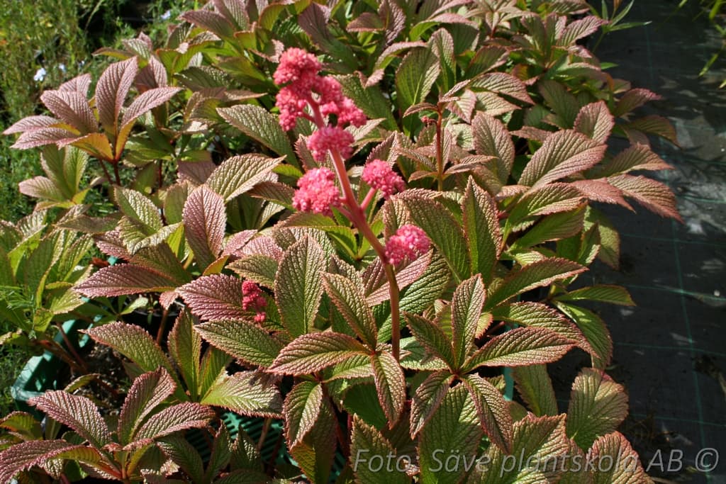 Rodgersia pinnata 'Chocolate Wings'
