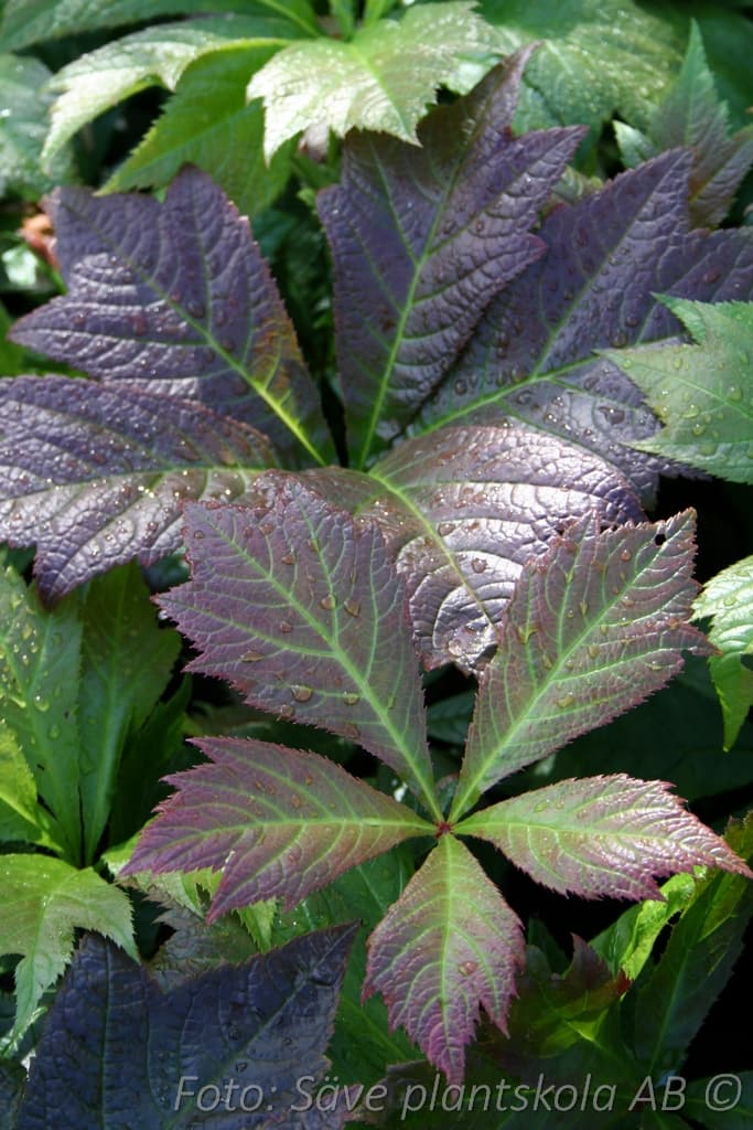 Rodgersia podophylla 'Rotlaub'