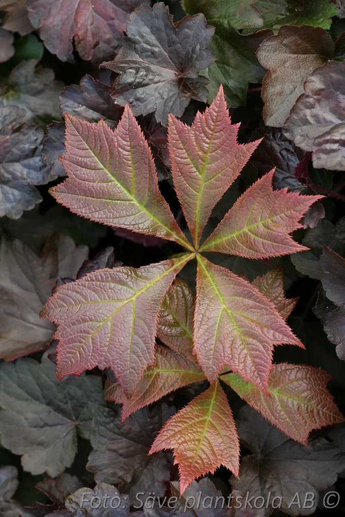 Rodgersia podophylla 'Braunlaub'