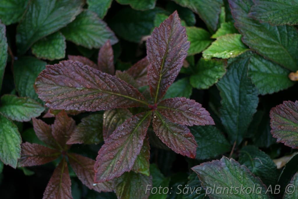 Rodgersia aesculifolia 'Bronze Peacock'