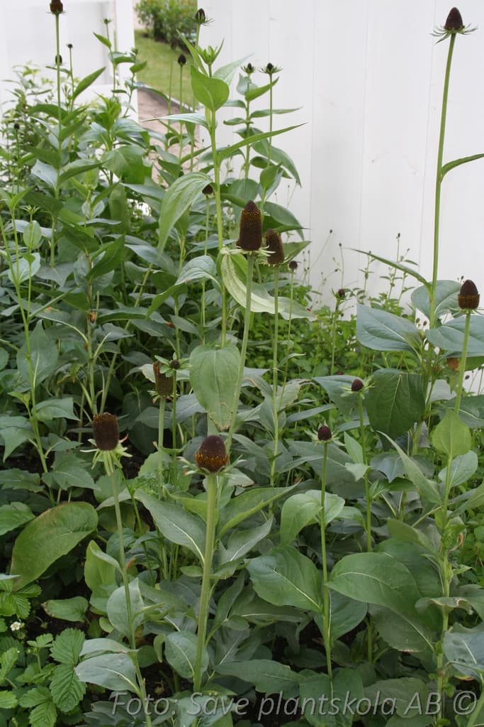 Rudbeckia occidentalis 'Green Wizard'