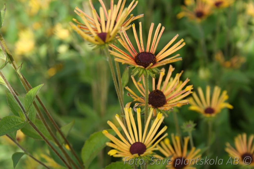 Rudbeckia subtomentosa 'Henry Eilers'
