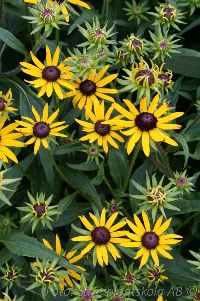 Rudbeckia fulgida  'Little Goldstar' (PBR)