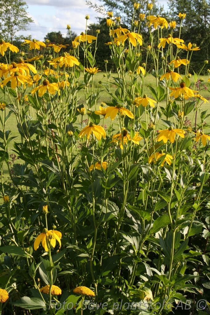 Rudbeckia nitida 'Herbstsonne'