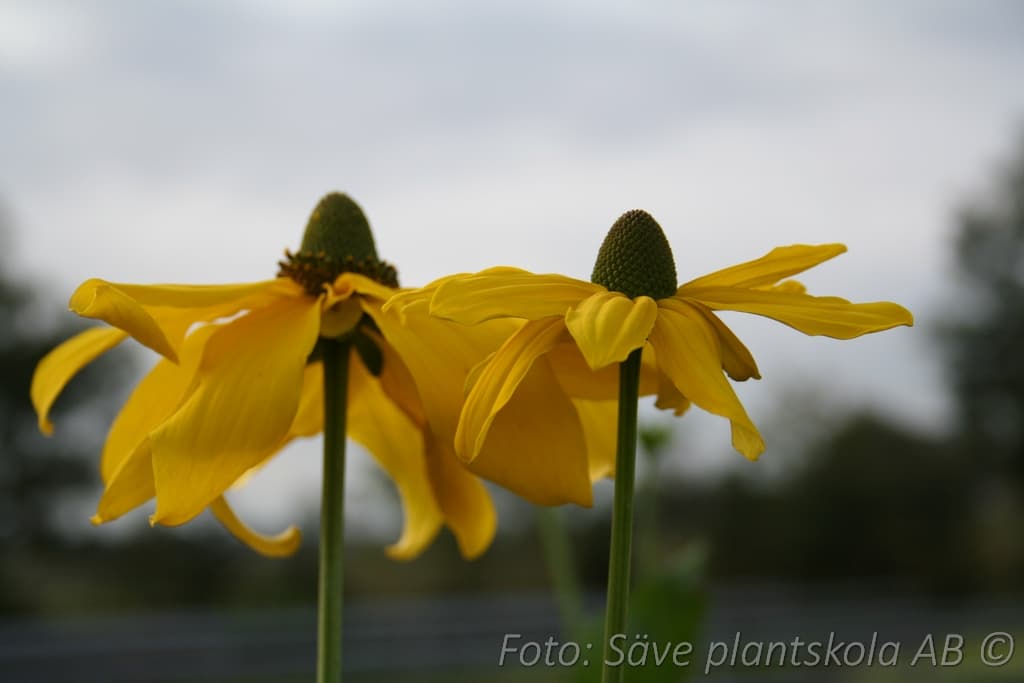 Rudbeckia nitida 'Juligold'