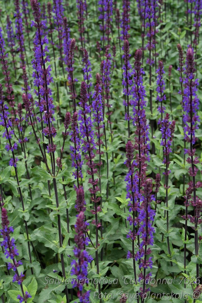 Salvia nemorosa 'Caradonna'