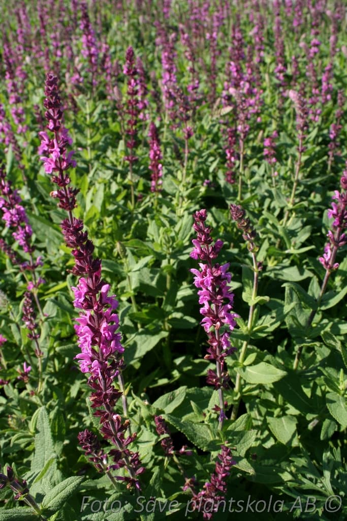 Salvia nemorosa 'Pink Field' (PBR)