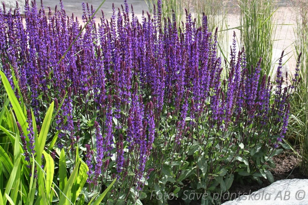 Salvia nemorosa 'Caramia'