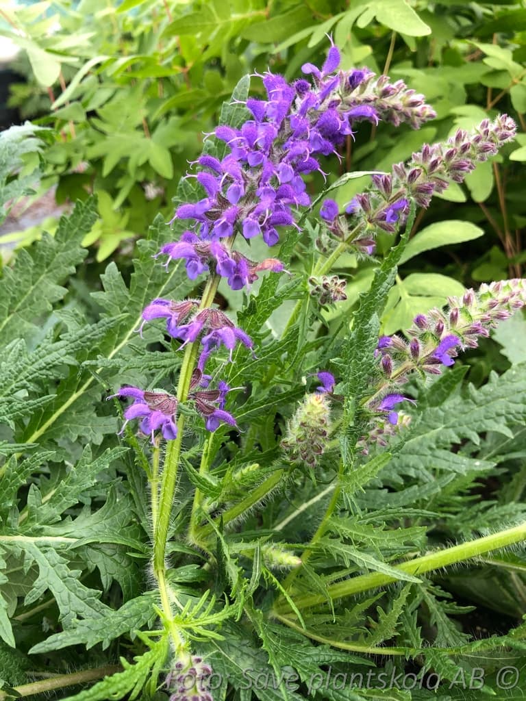 Salvia nemorosa  'Feathers Peacock'