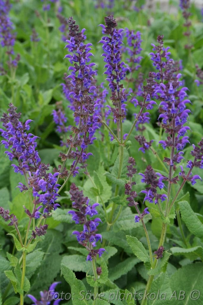 Salvia nemorosa 'Mainacht'