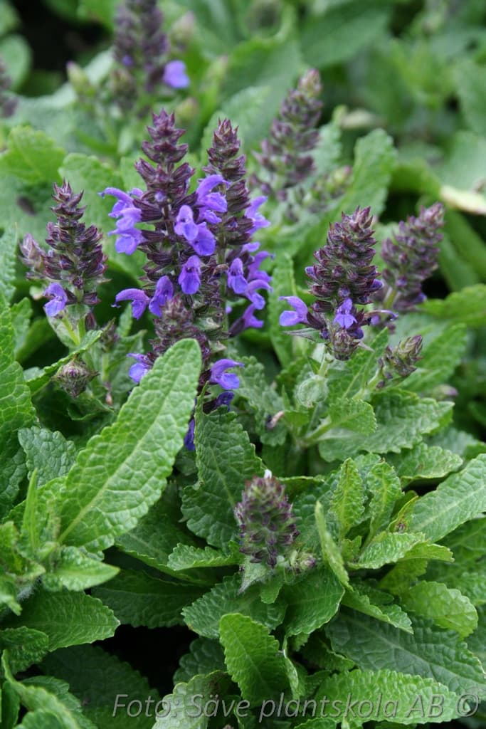 Salvia nemorosa MARCUS ® ('Haeumanarc') (PBR)