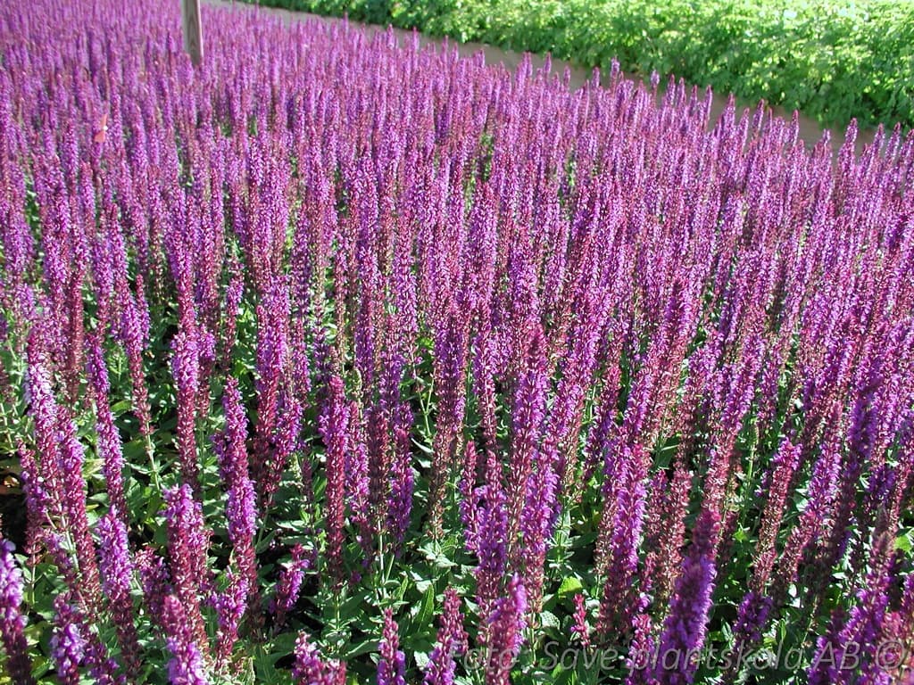 Salvia nemorosa 'Ostfriesland'