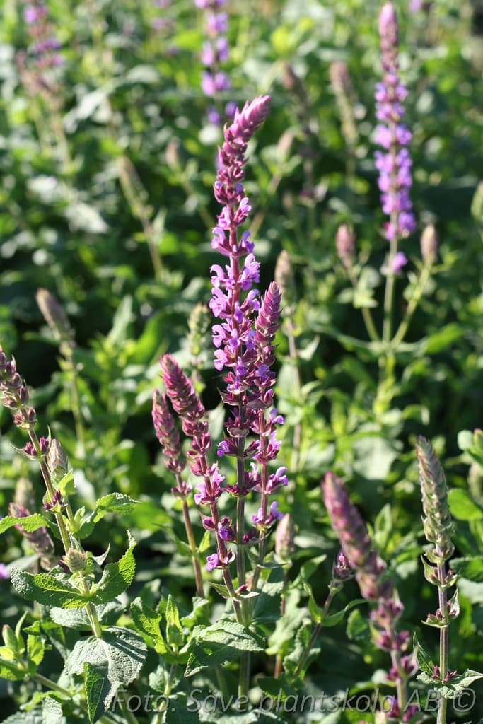 Salvia nemorosa 'Amethyst'