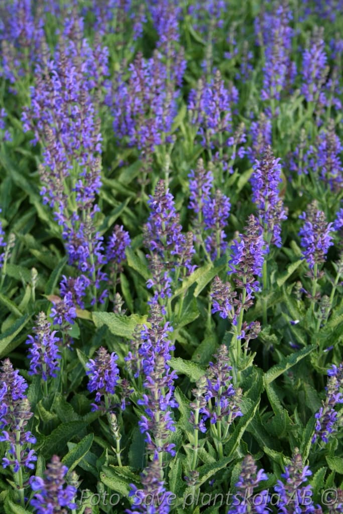 Salvia nemorosa 'Rugen'