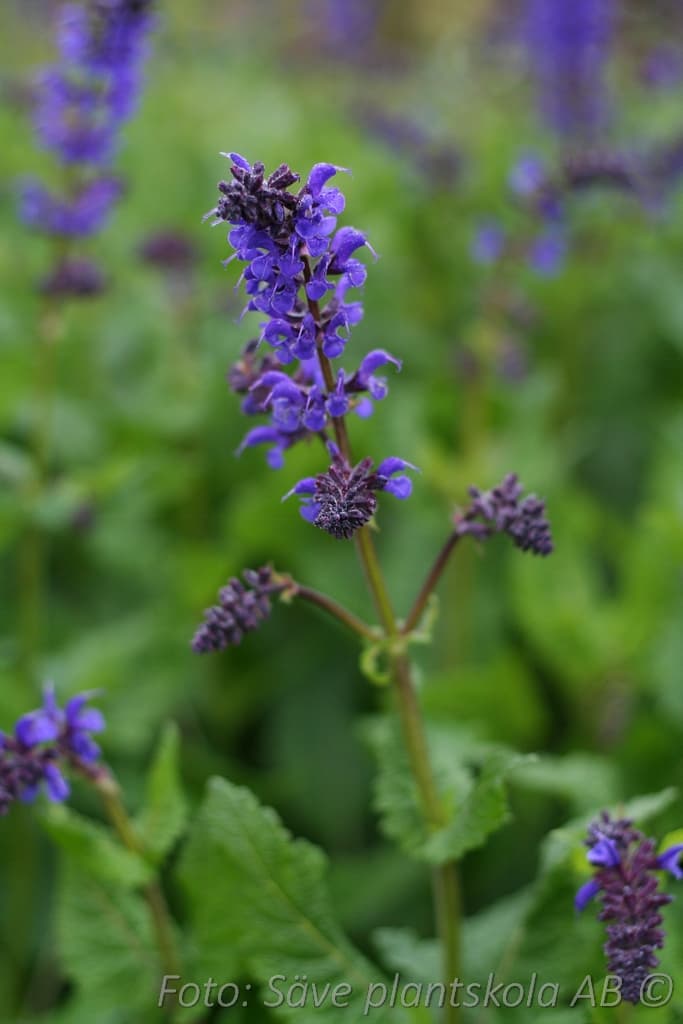 Salvia nemorosa 'Viola Klose'
