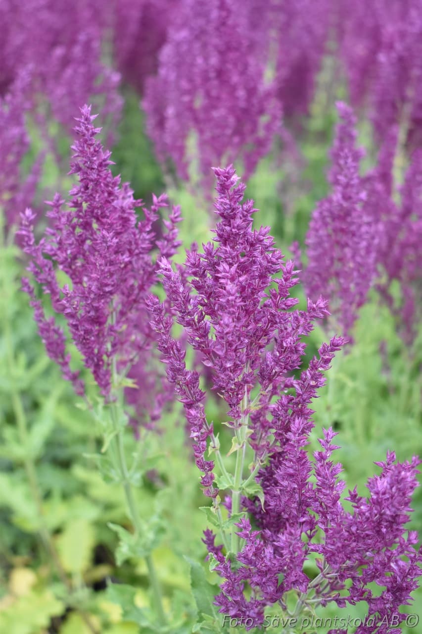 Salvia nemorosa 'Schwellenburg'