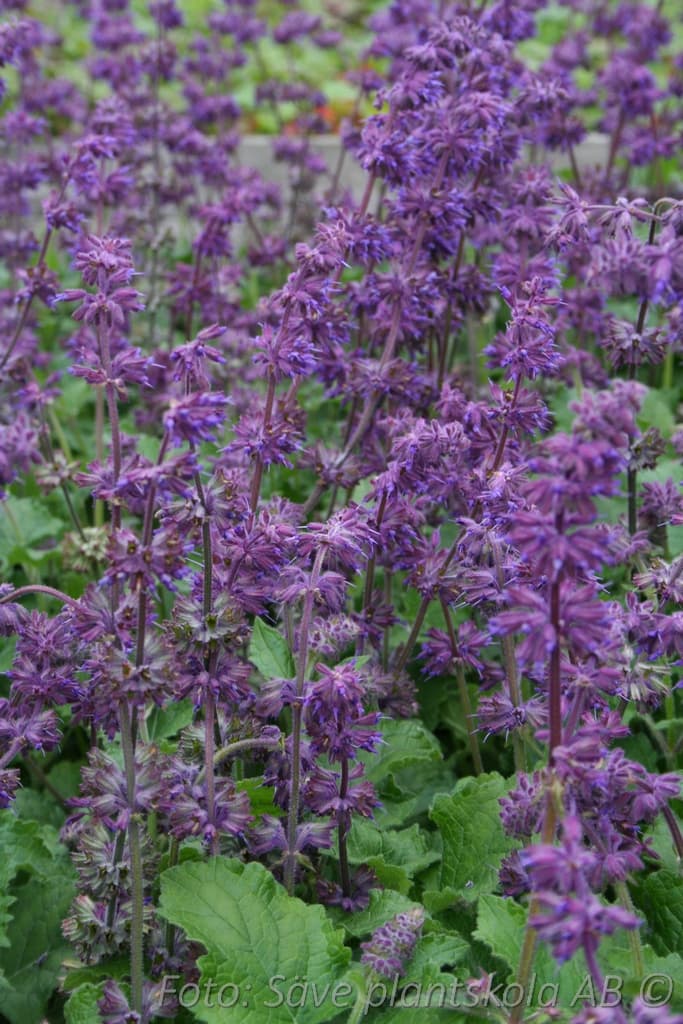 Salvia verticillata 'Purple Rain'