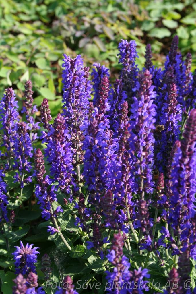 Salvia nemorosa 'Sensation Deep Blue '