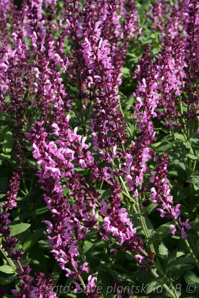 Salvia nemorosa  'Sensation Deep Rose'