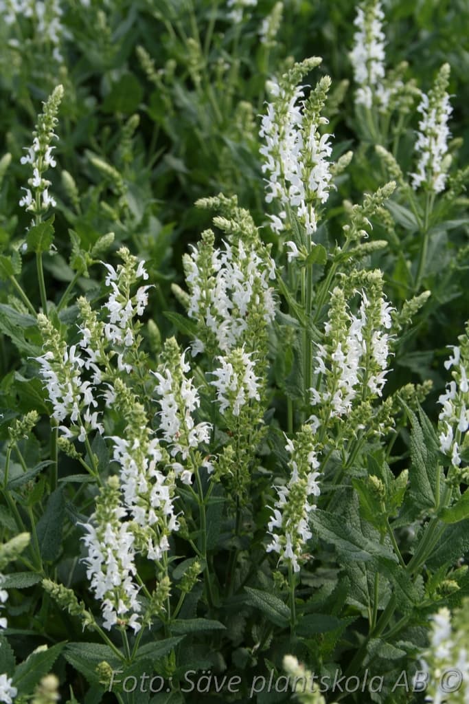 Salvia nemorosa 'Sensation White'