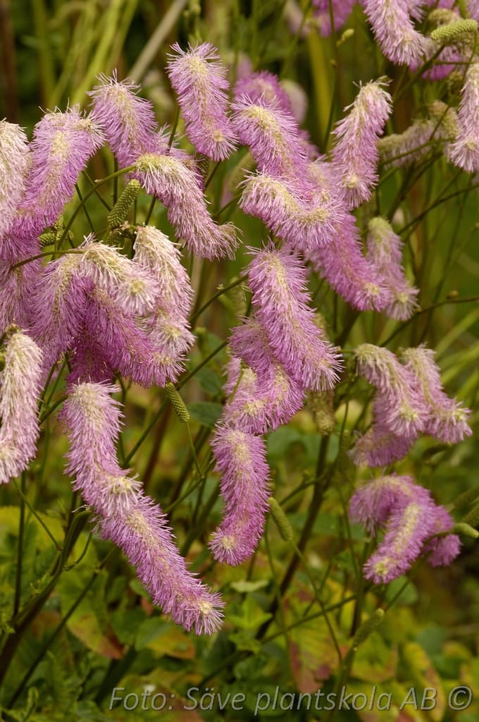 Sanguisorba hakusanensis 'Pink Brushes'