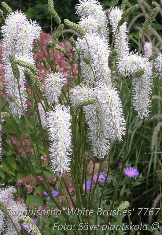 Sanguisorba hakusanensis 'White Brushes'