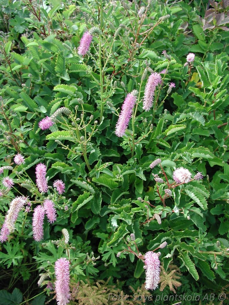 Sanguisorba obtusa