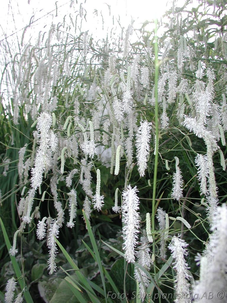 Sanguisorba tenuifolia 'Alba'