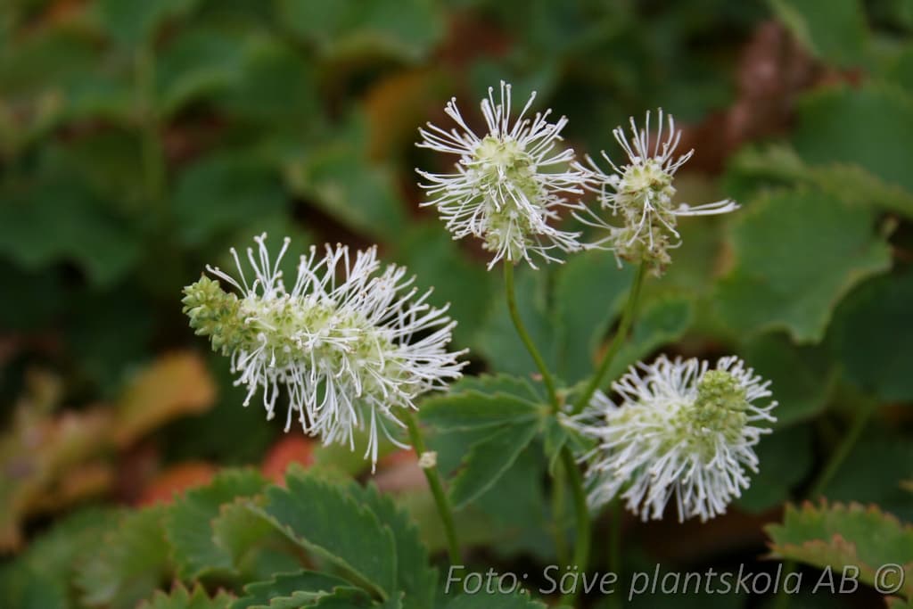 Sanguisorba obtusa 'Alba'