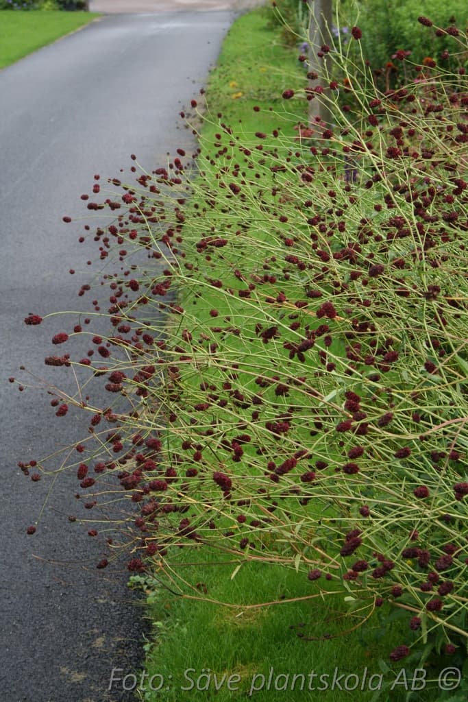 Sanguisorba officinalis