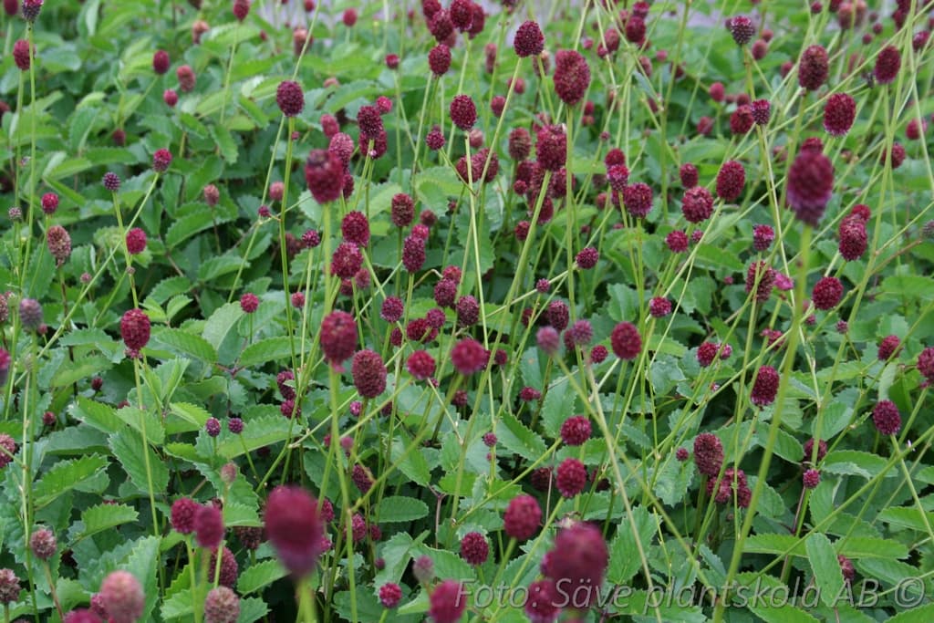 Sanguisorba officinalis 'Tanna' Årets perenn 2025