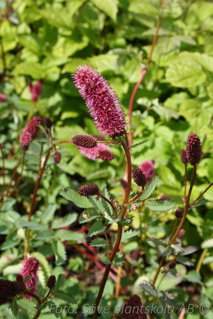Sanguisorba menziesii