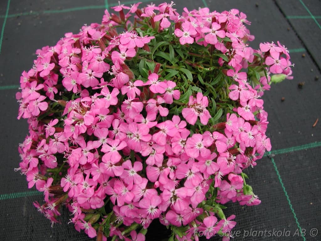 Saponaria   'Bressingham'