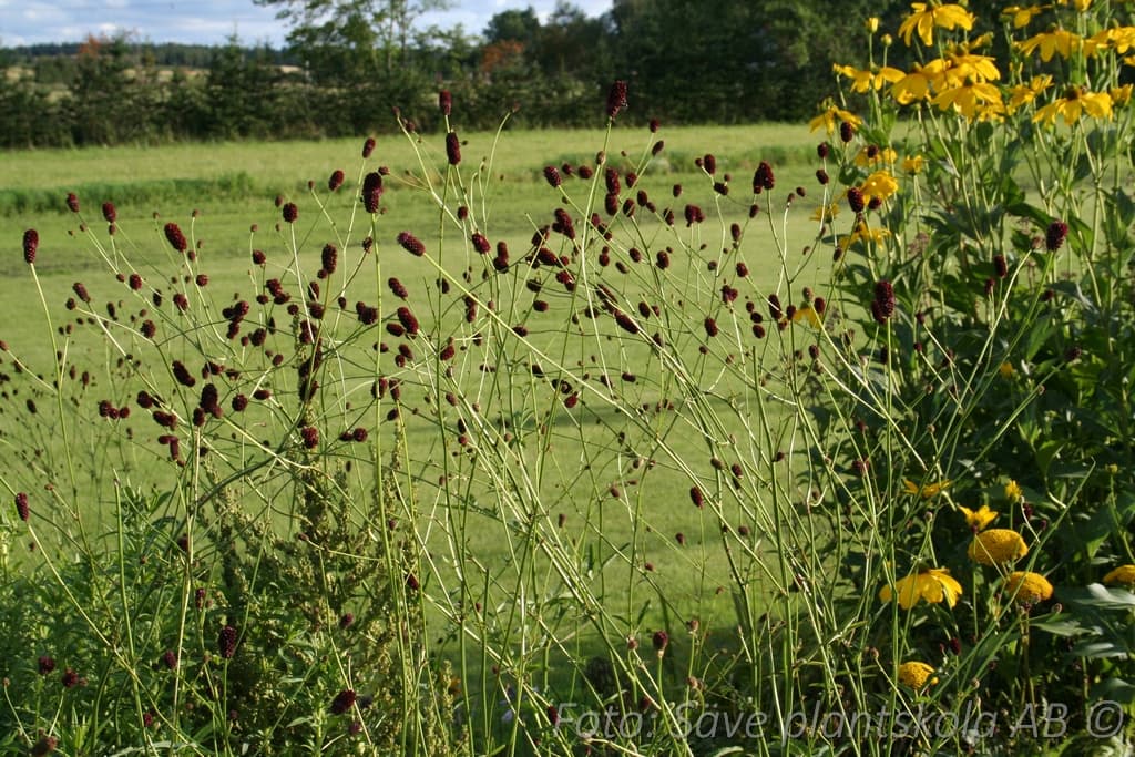 Sanguisorba officinalis 'Red Thunder'