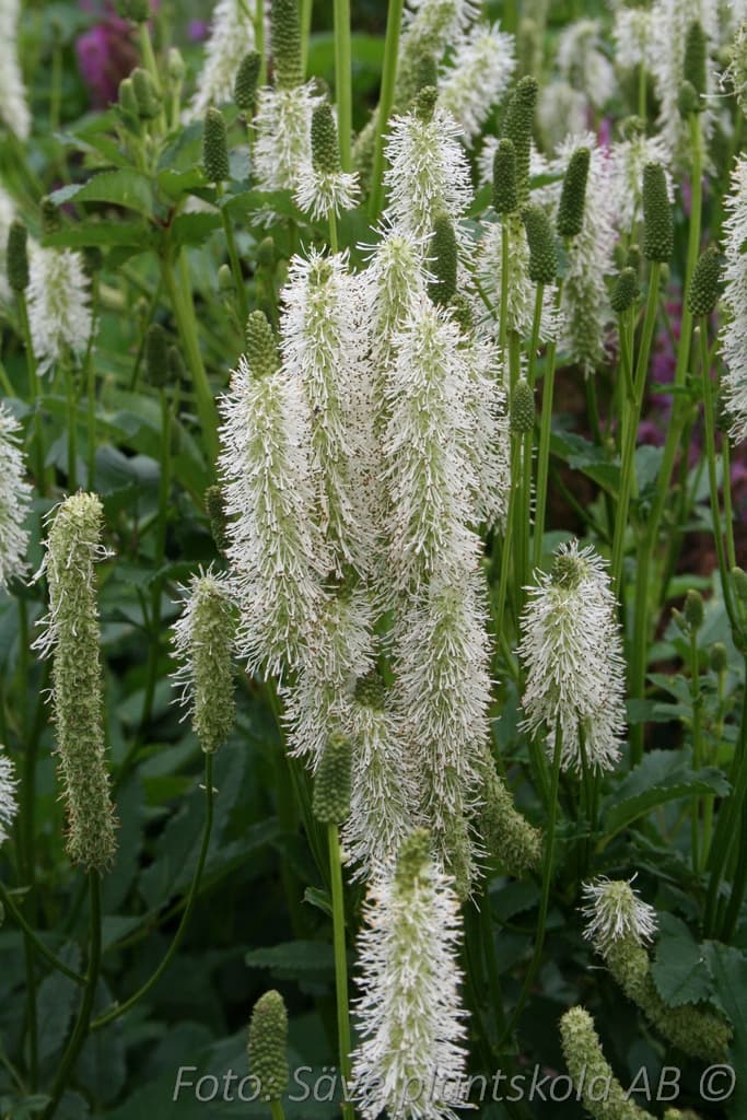 Sanguisorba canadensis