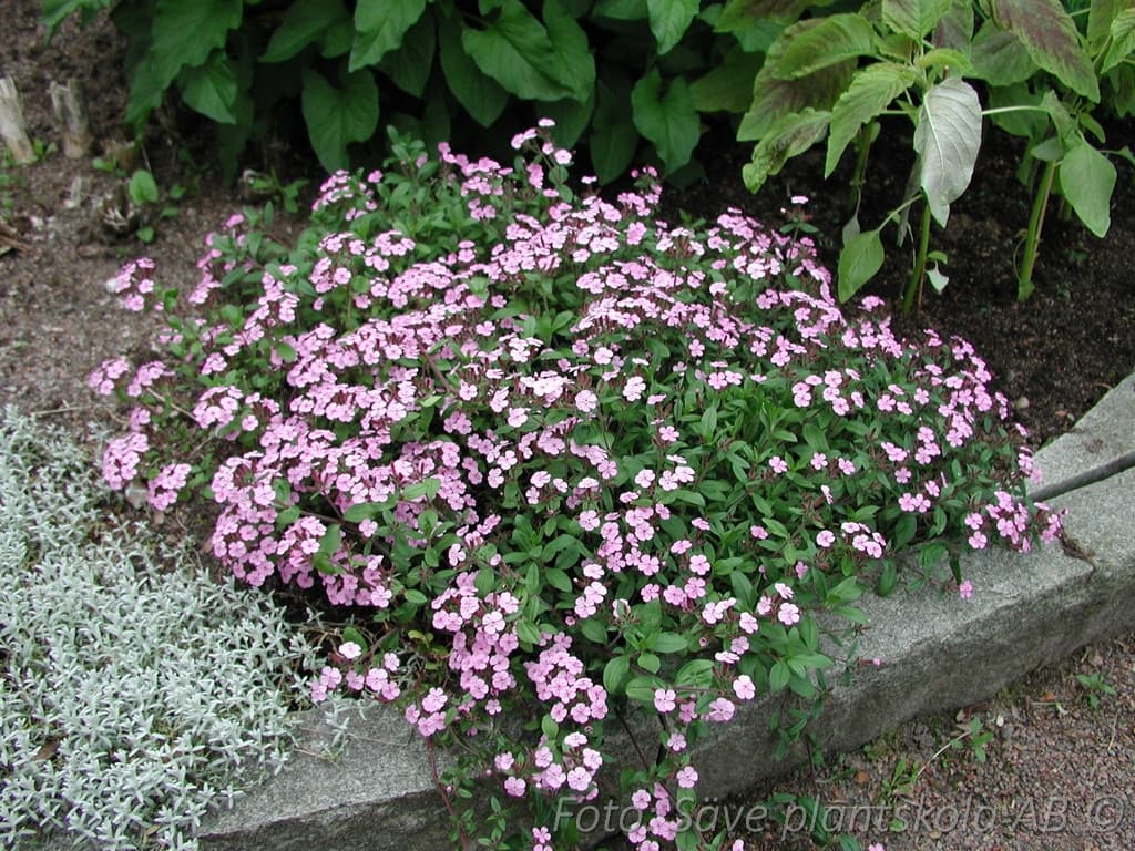 Saponaria ocymoides