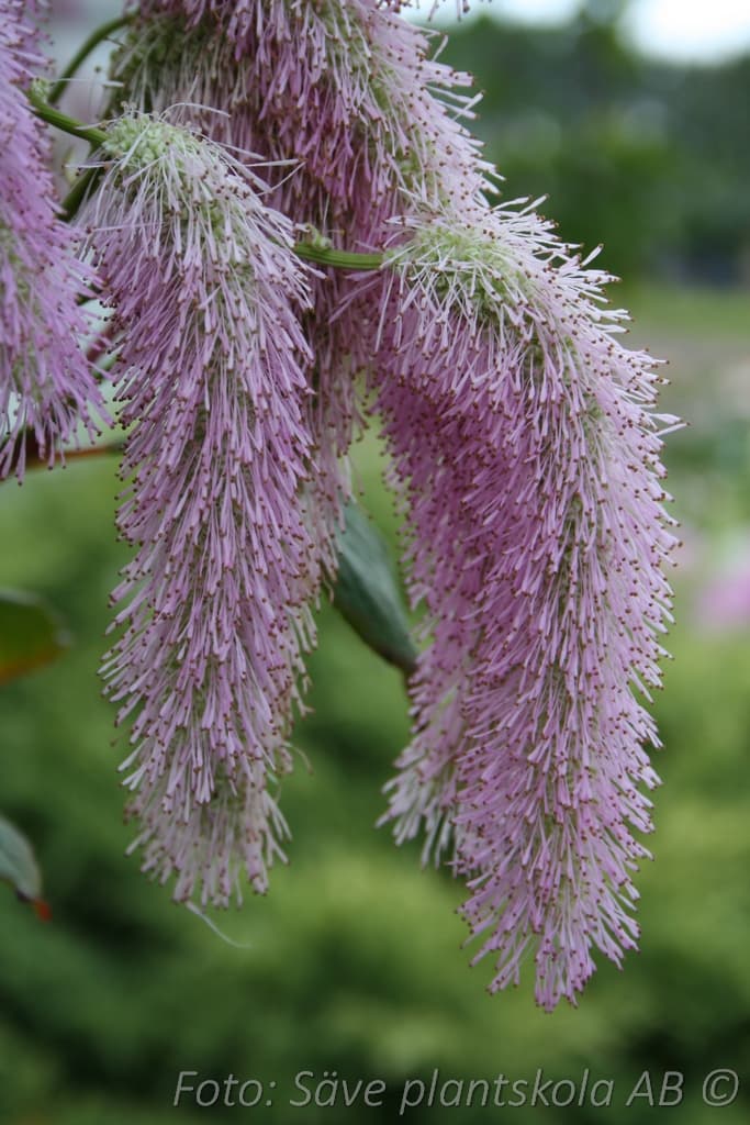 Sanguisorba hakusanensis