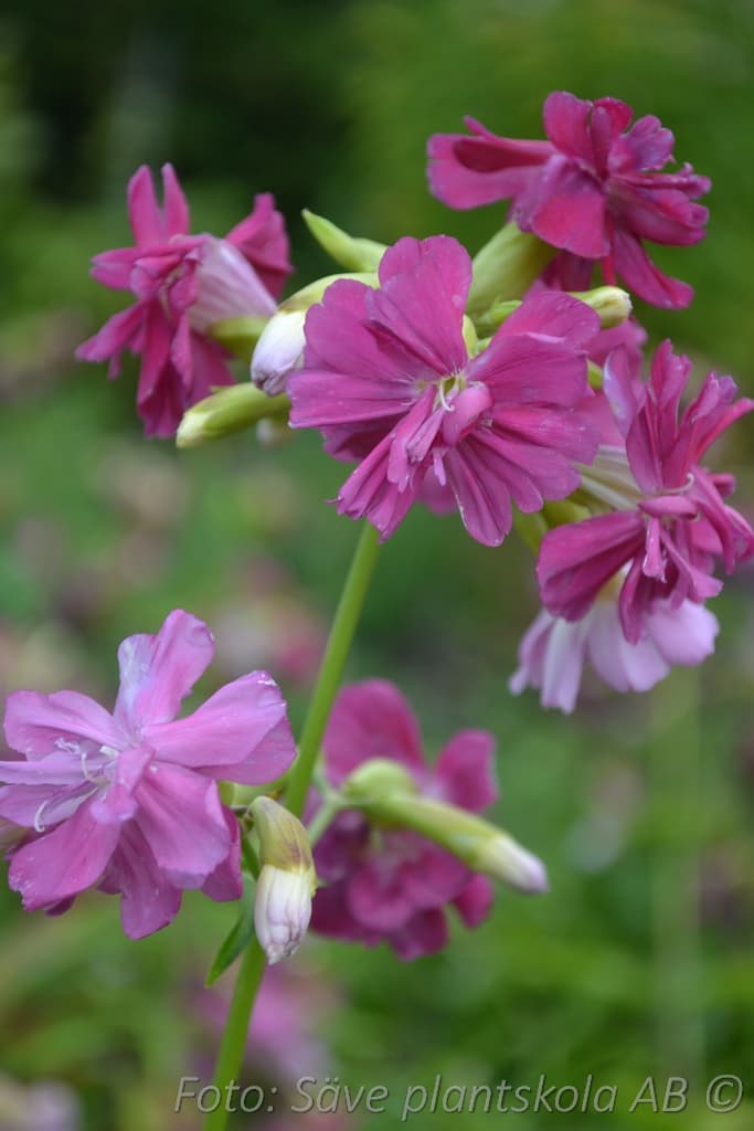 Saponaria officinalis 'Kvinnsgröta' GK ®