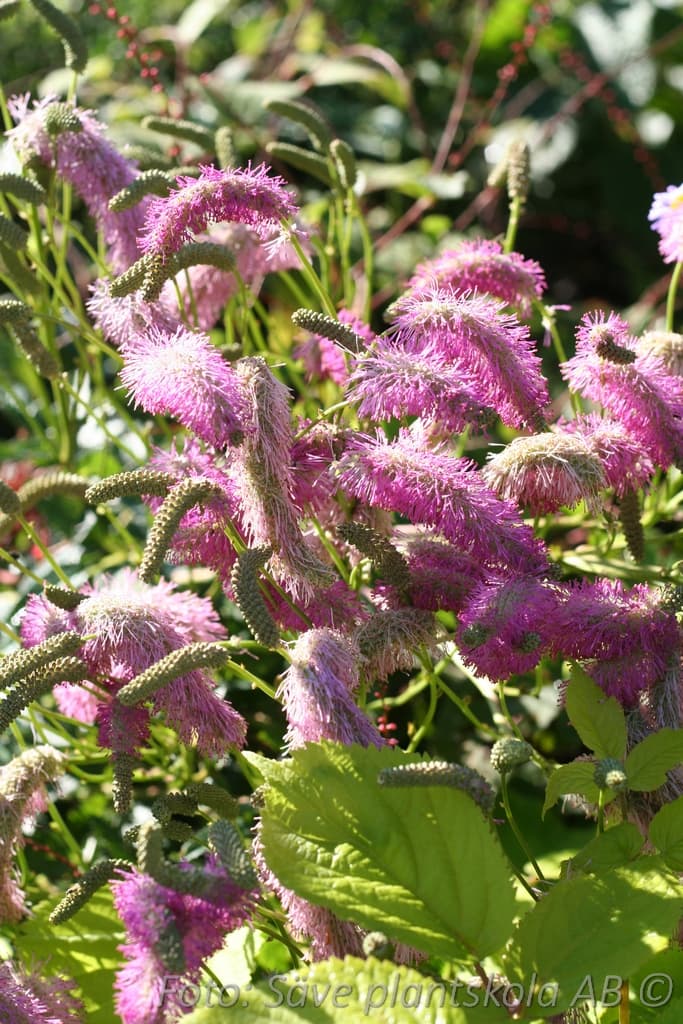 Sanguisorba hakusanensis 'Lilac Squirrel'