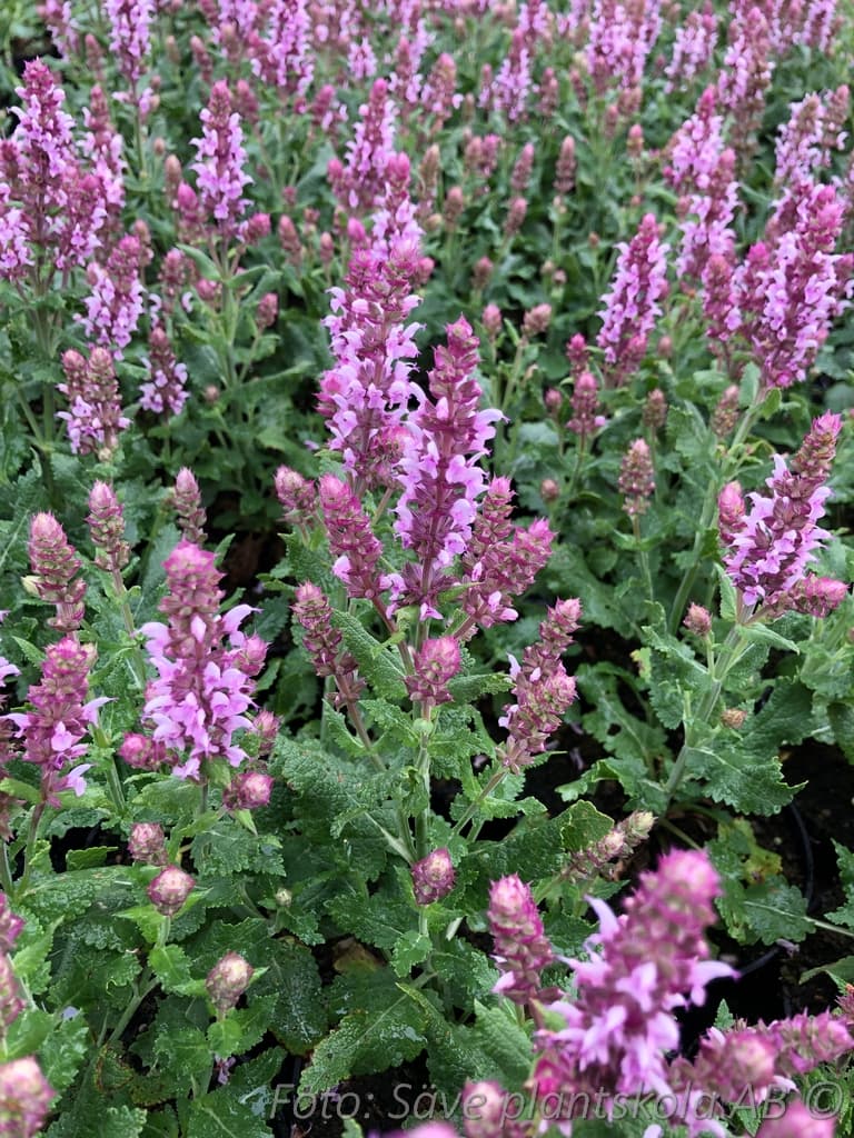 Salvia nemorosa 'Salute Light Pink'
