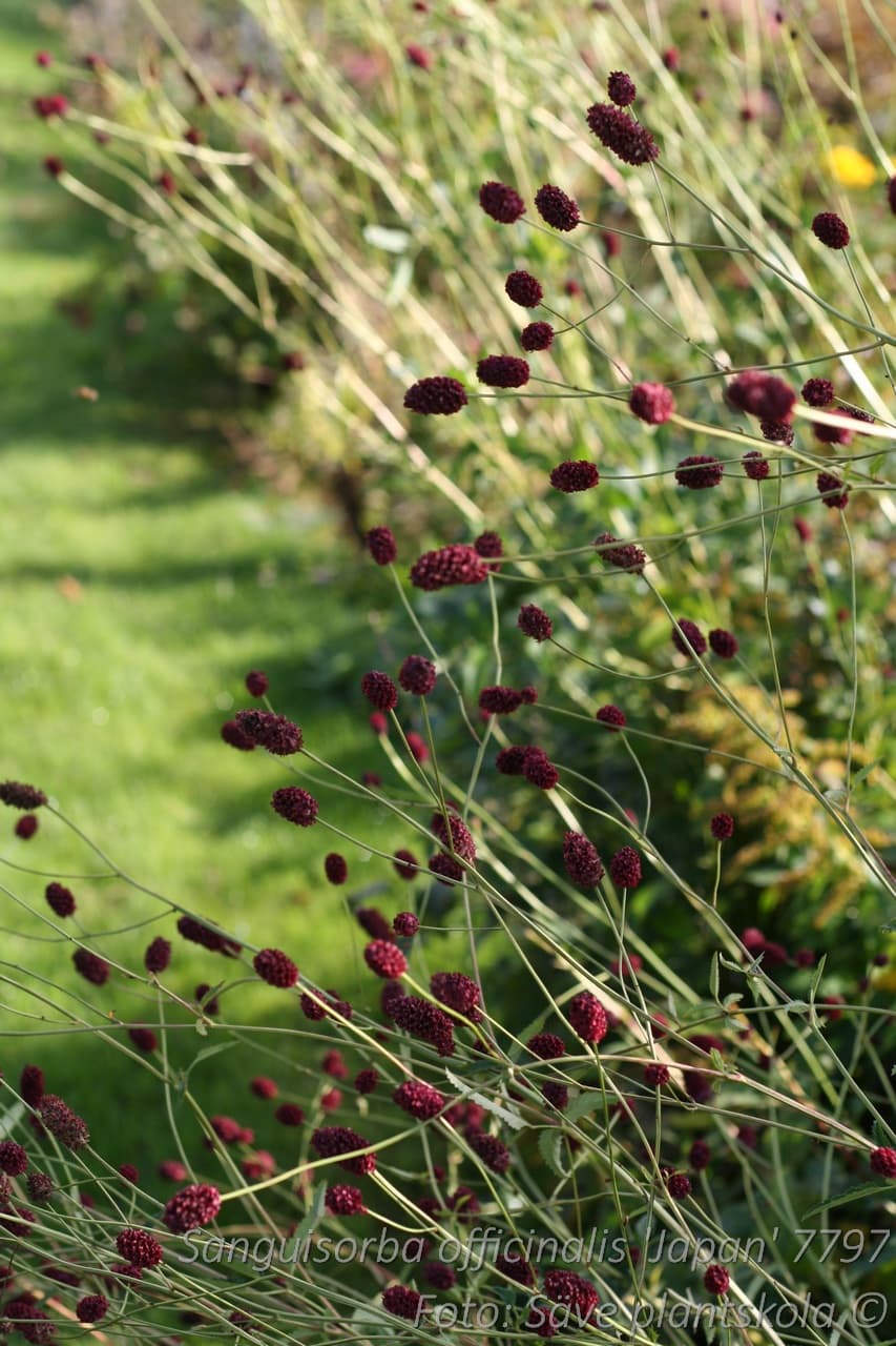 Sanguisorba officinalis 'Japan'