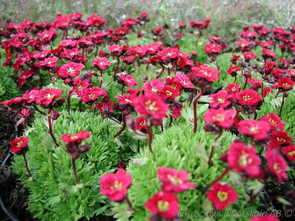 Saxifraga arendsii 'Peter Pan'