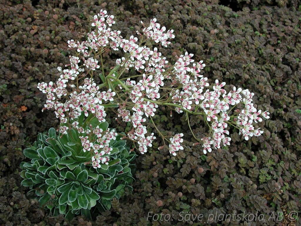 Saxifraga cotyledon  'Southside Seedling'