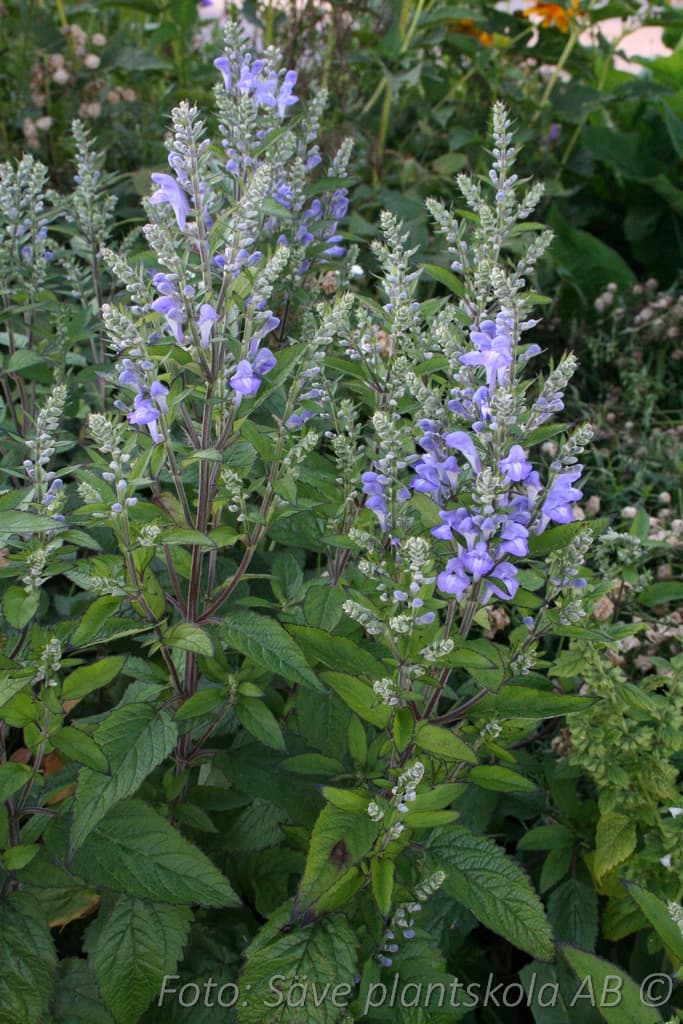 Scutellaria incana