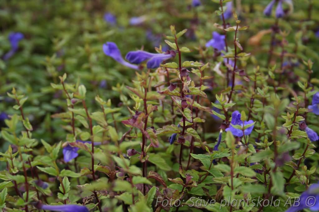 Scutellaria scordiifolia